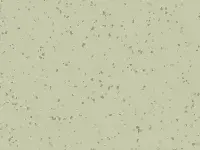 PREMIUM - 4045 INDIANA Dalupiri